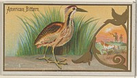 American Bittern, from the Game Birds series (N13) for Allen & Ginter Cigarettes Brands issued by Allen & Ginter, George S. Harris & Sons (lithographer)