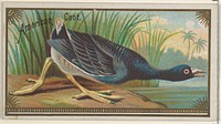 American Coot, from the Game Birds series (N13) for Allen & Ginter Cigarettes Brands