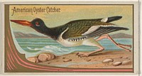 American Oyster Catcher, from the Game Birds series (N13) for Allen & Ginter Cigarettes Brands issued by Allen & Ginter, George S. Harris & Sons (lithographer)