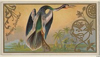 American Snake Bird, from the Game Birds series (N13) for Allen & Ginter Cigarettes Brands issued by Allen & Ginter, George S. Harris & Sons (lithographer)