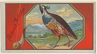 California Partridge, from the Game Birds series (N13) for Allen & Ginter Cigarettes Brands issued by Allen & Ginter, George S. Harris & Sons (lithographer)