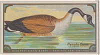 Canada Goose, from the Game Birds series (N13) for Allen & Ginter Cigarettes Brands