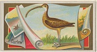 Curlew, from the Game Birds series (N13) for Allen & Ginter Cigarettes Brands issued by Allen & Ginter, George S. Harris & Sons (lithographer)