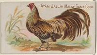 Ayam Jallak Malay Game Cock, from the Prize and Game Chickens series (N20) for Allen & Ginter Cigarettes