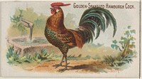 Golden-Spangled Hamburgh Cock, from the Prize and Game Chickens series (N20) for Allen & Ginter Cigarettes published by Allen & Ginter