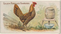 Golden-Pencilled Hamburgh, from the Prize and Game Chickens series (N20) for Allen & Ginter Cigarettes published by Allen & Ginter