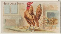 Gold-Laced Bantam, from the Prize and Game Chickens series (N20) for Allen & Ginter Cigarettes