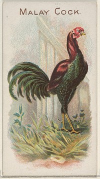 Malay Cock, from the Prize and Game Chickens series (N20) for Allen & Ginter Cigarettes published by Allen & Ginter