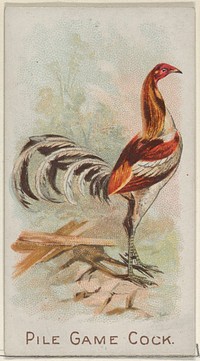 Pile Game Cock, from the Prize and Game Chickens series (N20) for Allen & Ginter Cigarettes published by Allen & Ginter