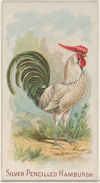 Silver-Pencilled Hamburgh, from the Prize and Game Chickens series (N20) for Allen & Ginter Cigarettes published by Allen & Ginter