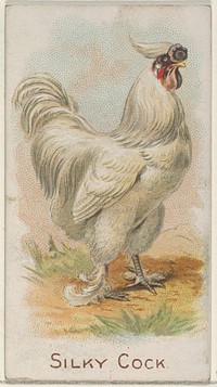 Silky Cock, from the Prize and Game Chickens series (N20) for Allen & Ginter Cigarettes published by Allen & Ginter