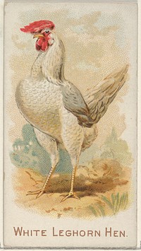 White Leghorn Hen, from the Prize and Game Chickens series (N20) for Allen & Ginter Cigarettes published by Allen & Ginter