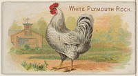 White Plymouth Rock, from the Prize and Game Chickens series (N20) for Allen & Ginter Cigarettes