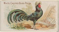 White-Crested Black Polish, from the Prize and Game Chickens series (N20) for Allen & Ginter Cigarettes published by Allen & Ginter