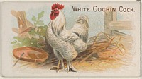 White Cochin Cock, from the Prize and Game Chickens series (N20) for Allen & Ginter Cigarettes published by Allen & Ginter