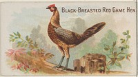 Black-Breasted Red Game Hen, from the Prize and Game Chickens series (N20) for Allen & Ginter Cigarettes published by Allen & Ginter