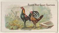 Black Red Game Bantams, from the Prize and Game Chickens series (N20) for Allen & Ginter Cigarettes published by Allen & Ginter