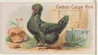 Crève-Cœur Hen, from the Prize and Game Chickens series (N20) for Allen & Ginter Cigarettes published by Allen & Ginter