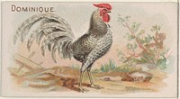 Dominique, from the Prize and Game Chickens series (N20) for Allen & Ginter Cigarettes published by Allen & Ginter