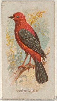 Brazilian Tanager, from the Song Birds of the World series (N23) for Allen & Ginter Cigarettes