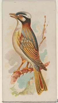 Chinese Bulbul, from the Song Birds of the World series (N23) for Allen & Ginter Cigarettes issued by Allen & Ginter, George S. Harris & Sons (lithographer)