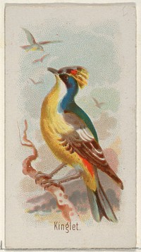 Kinglet, from the Song Birds of the World series (N23) for Allen & Ginter Cigarettes issued by Allen & Ginter, George S. Harris & Sons (lithographer)