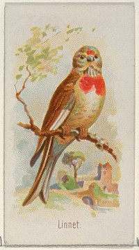 Linnet, from the Song Birds of the World series (N23) for Allen & Ginter Cigarettes issued by Allen & Ginter, George S. Harris & Sons (lithographer)