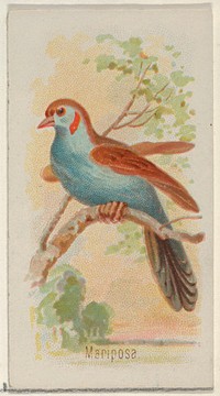 Mariposa, from the Song Birds of the World series (N23) for Allen & Ginter Cigarettes issued by Allen & Ginter, George S. Harris & Sons (lithographer)