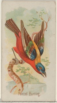 Painted Bunting, from the Song Birds of the World series (N23) for Allen & Ginter Cigarettes, issued by Allen & Ginter