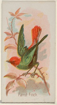 Parrot Finch, from the Song Birds of the World series (N23) for Allen & Ginter Cigarettes issued by Allen & Ginter, George S. Harris & Sons (lithographer)