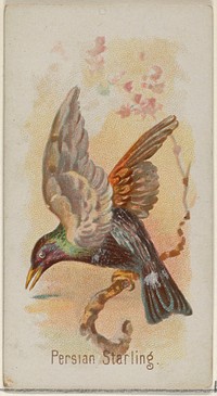 Persian Starling, from the Song Birds of the World series (N23) for Allen & Ginter Cigarettes issued by Allen & Ginter, George S. Harris & Sons (lithographer)