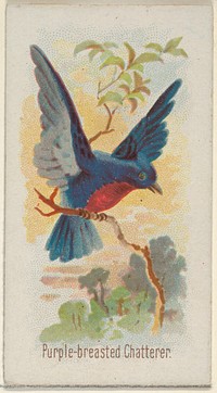 Purple-breasted Chatterer, from the Song Birds of the World series (N23) for Allen & Ginter Cigarettes issued by Allen & Ginter, George S. Harris & Sons (lithographer)