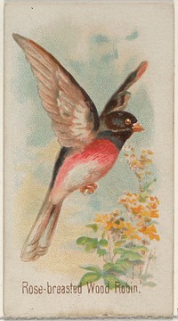 Rose-breasted Wood Robin, from the Song Birds of the World series (N23) for Allen & Ginter Cigarettes issued by Allen & Ginter, George S. Harris & Sons (lithographer)