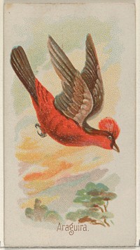 Araguira, from the Song Birds of the World series (N23) for Allen & Ginter Cigarettes issued by Allen & Ginter, George S. Harris & Sons (lithographer)