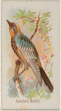 Audobons Warbler, from the Song Birds of the World series (N23) for Allen & Ginter Cigarettes issued by Allen & Ginter, George S. Harris & Sons (lithographer)