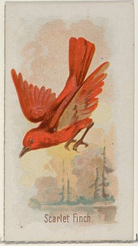 Scarlet Finch, from the Song Birds of the World series (N23) for Allen & Ginter Cigarettes issued by Allen & Ginter, George S. Harris & Sons (lithographer)