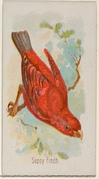 Sepoy Finch, from the Song Birds of the World series (N23) for Allen & Ginter Cigarettes issued by Allen & Ginter, George S. Harris & Sons (lithographer)