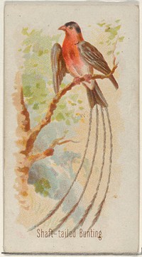 Shaft-tailed Bunting, from the Song Birds of the World series (N23) for Allen & Ginter Cigarettes issued by Allen & Ginter, George S. Harris & Sons (lithographer)