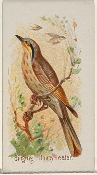 Singing Honey-eater, from the Song Birds of the World series (N23) for Allen & Ginter Cigarettes issued by Allen & Ginter, George S. Harris & Sons (lithographer)