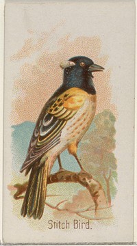 Stitch Bird, from the Song Birds of the World series (N23) for Allen & Ginter Cigarettes issued by Allen & Ginter, George S. Harris & Sons (lithographer)