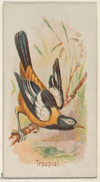 Troupial, from the Song Birds of the World series (N23) for Allen & Ginter Cigarettes issued by Allen & Ginter, George S. Harris & Sons (lithographer)