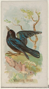 Whistling Thrush, from the Song Birds of the World series (N23) for Allen & Ginter Cigarettes issued by Allen & Ginter, George S. Harris & Sons (lithographer)