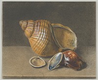 A Cowrie, and a Larger and Two Smaller Shells