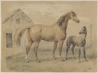 Mare and Foal