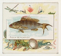 Rock Blackfish, from Fish from American Waters series (N39) for Allen & Ginter Cigarettes issued by Allen & Ginter 