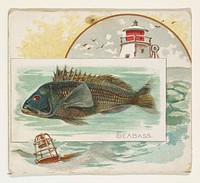 Sea Bass, from Fish from American Waters series (N39) for Allen & Ginter Cigarettes issued by Allen & Ginter 