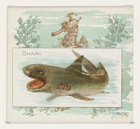 Shark, from Fish from American Waters series (N39) for Allen & Ginter Cigarettes