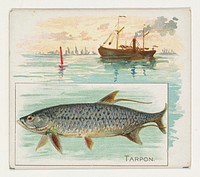 Tarpon, from Fish from American Waters series (N39) for Allen & Ginter Cigarettes issued by Allen & Ginter 