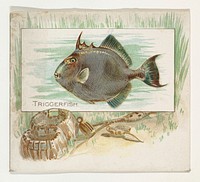 Triggerfish, from Fish from American Waters series (N39) for Allen & Ginter Cigarettes issued by Allen & Ginter 