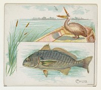 Chub, from Fish from American Waters series (N39) for Allen & Ginter Cigarettes issued by Allen & Ginter 